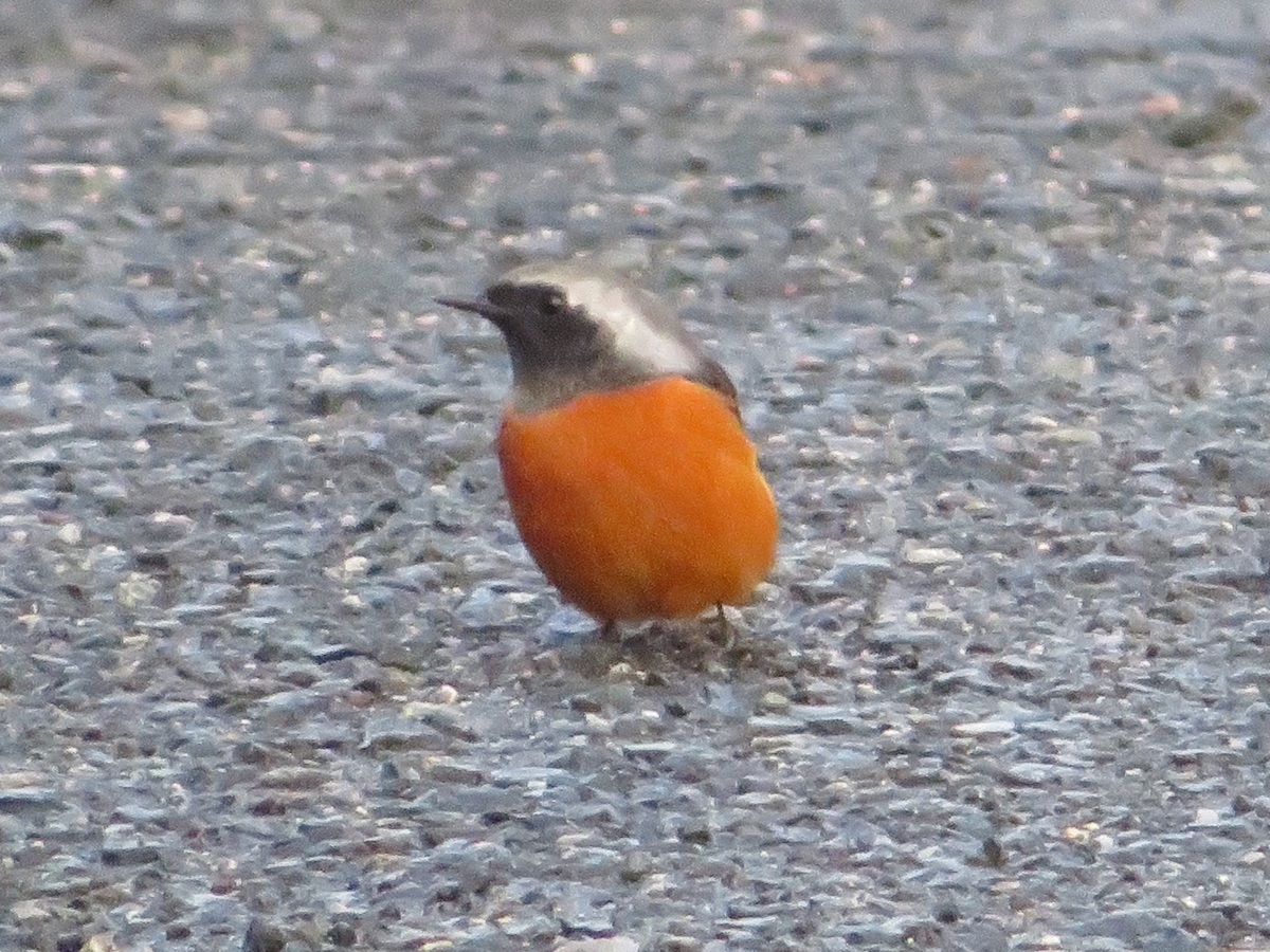 f:id:grk1:20191111181252j:plain f:id:grk1:20191111181252j:plain