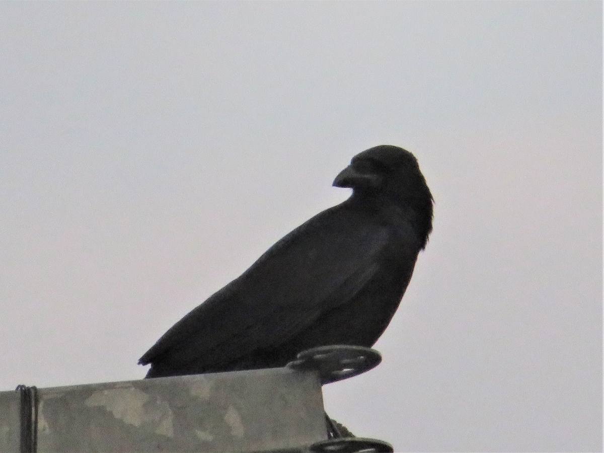 f:id:grk1:20191111184607j:plain f:id:grk1:20191111184607j:plain