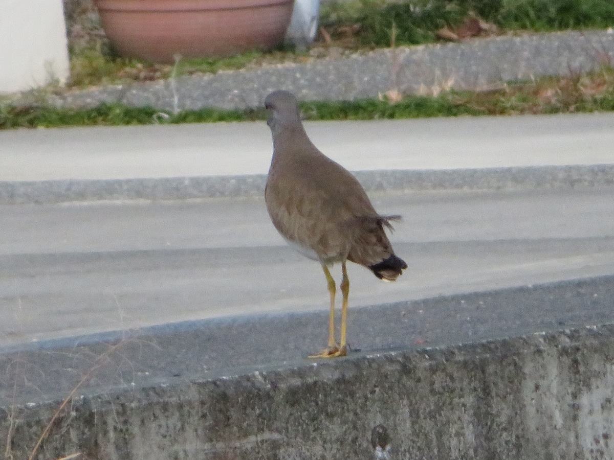 f:id:grk1:20191205184516j:plain