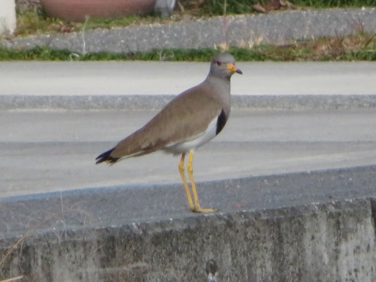 f:id:grk1:20191205184559j:plain