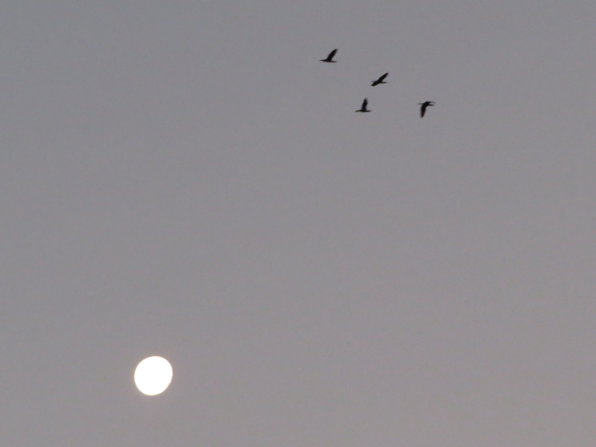 f:id:grk1:20200114173825j:plain f:id:grk1:20200114173825j:plain