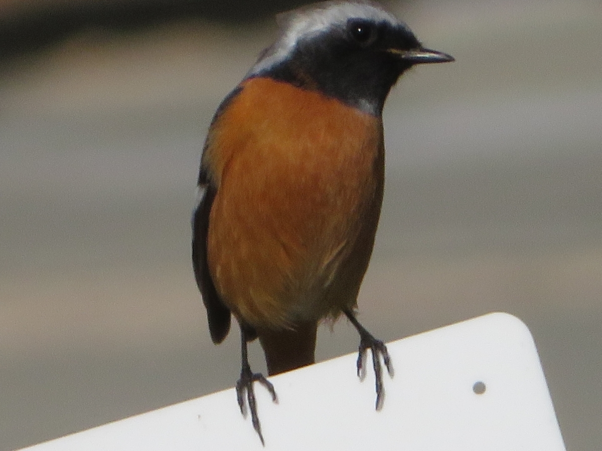f:id:grk1:20200204140615j:plain f:id:grk1:20200204140615j:plain