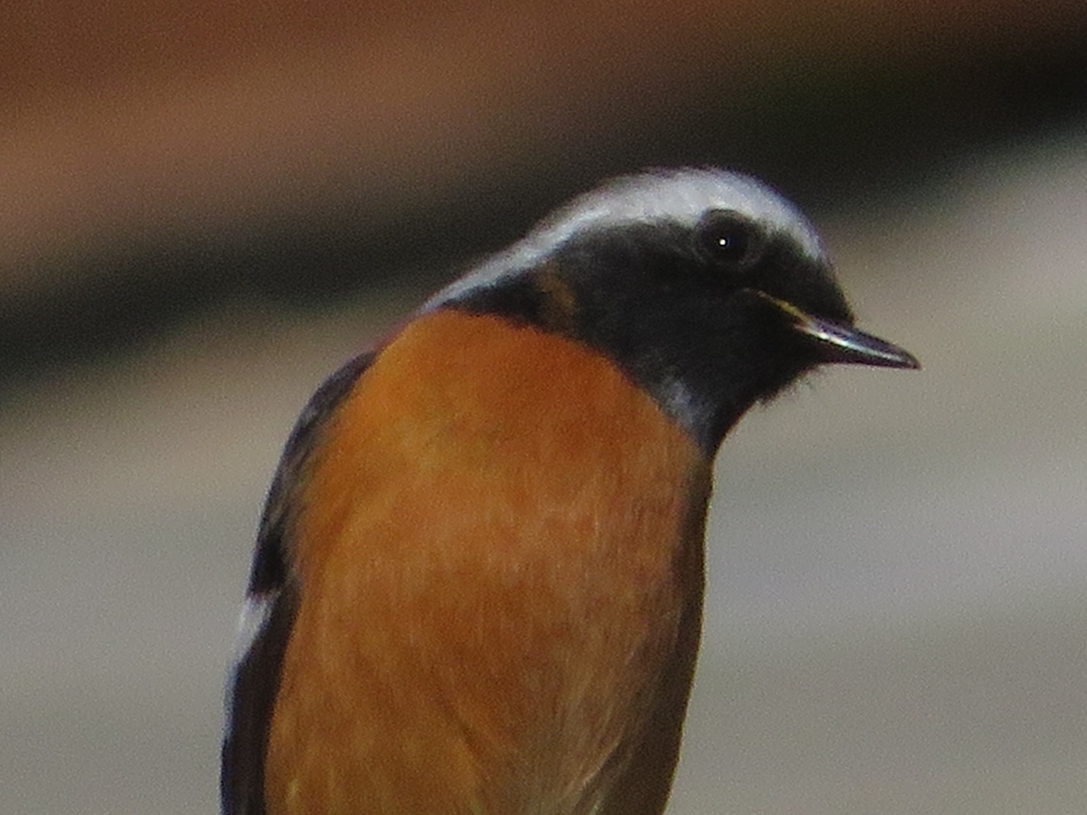 f:id:grk1:20200204140644j:plain f:id:grk1:20200204140644j:plain