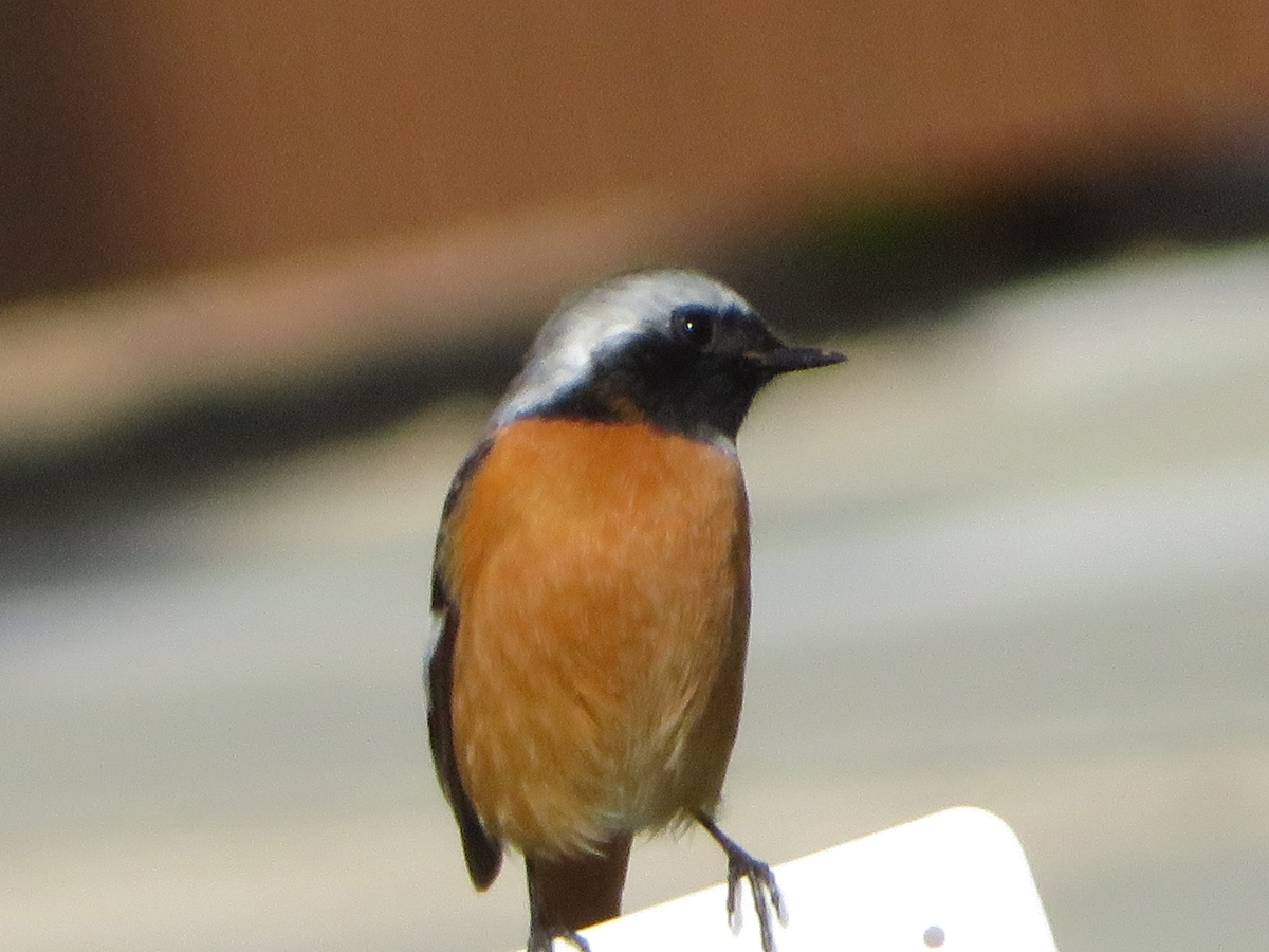 f:id:grk1:20200204140749j:plain f:id:grk1:20200204140749j:plain