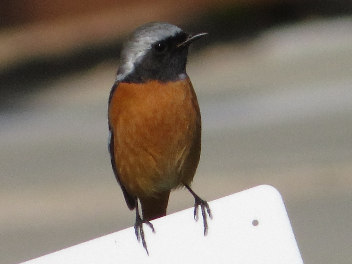 f:id:grk1:20200204140820j:plain f:id:grk1:20200204140820j:plain