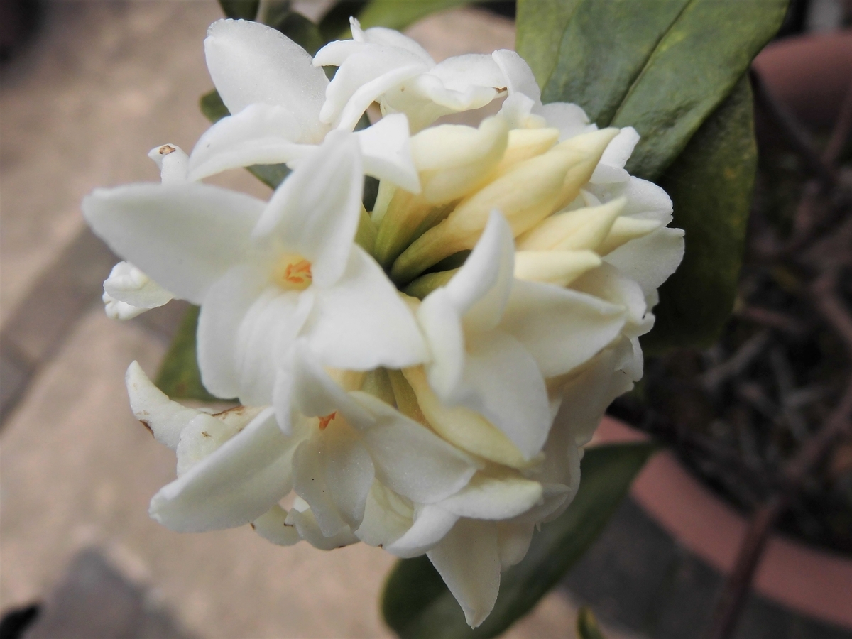 f:id:grk1:20200313114819j:plain f:id:grk1:20200313114819j:plain