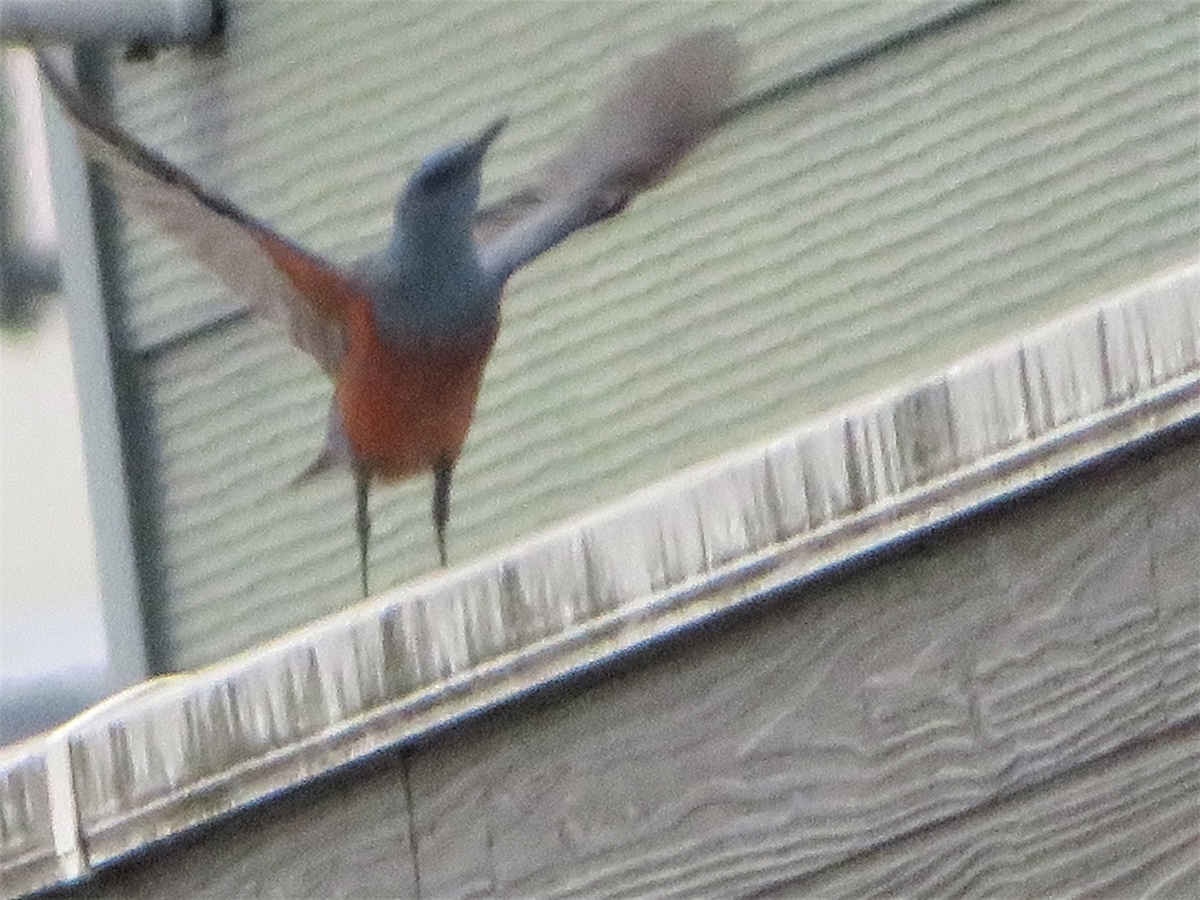 f:id:grk1:20200401120255j:plain f:id:grk1:20200401120255j:plain