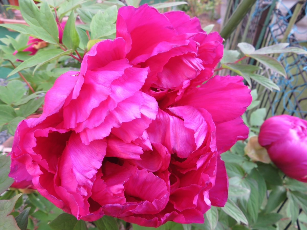 f:id:grk1:20200502173238j:plain f:id:grk1:20200502173238j:plain