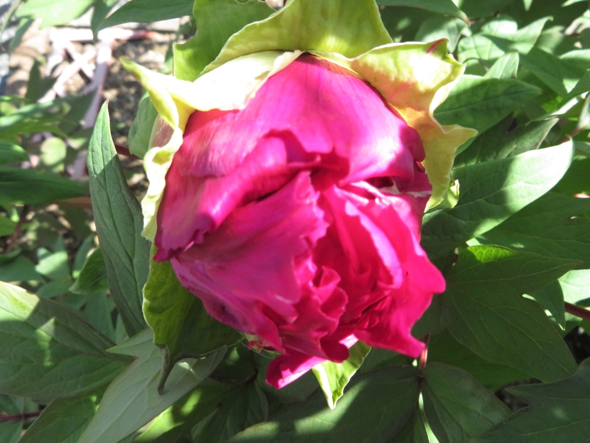 f:id:grk1:20200502173430j:plain f:id:grk1:20200502173430j:plain