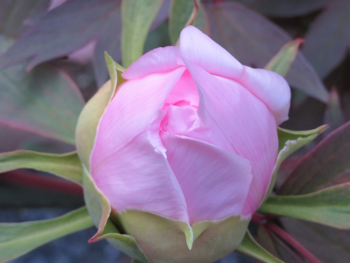 f:id:grk1:20200502174421j:plain f:id:grk1:20200502174421j:plain