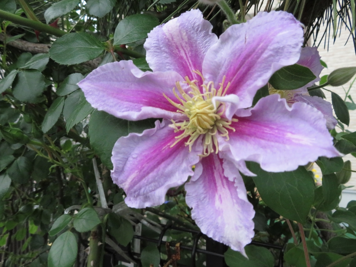 f:id:grk1:20200516090512j:plain