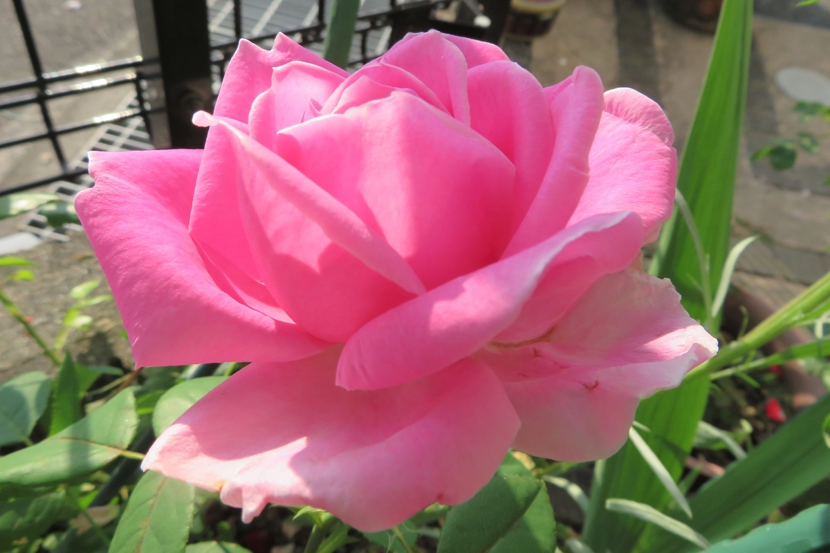 f:id:grk1:20200601113030j:plain