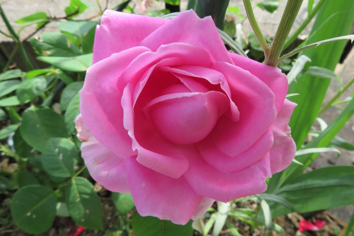 f:id:grk1:20200601113118j:plain