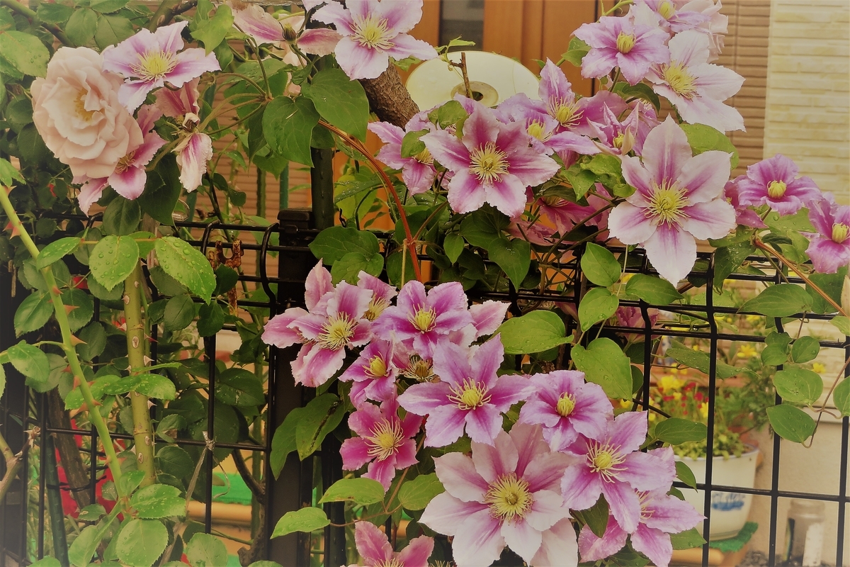 f:id:grk1:20200602094543j:plain f:id:grk1:20200602094543j:plain