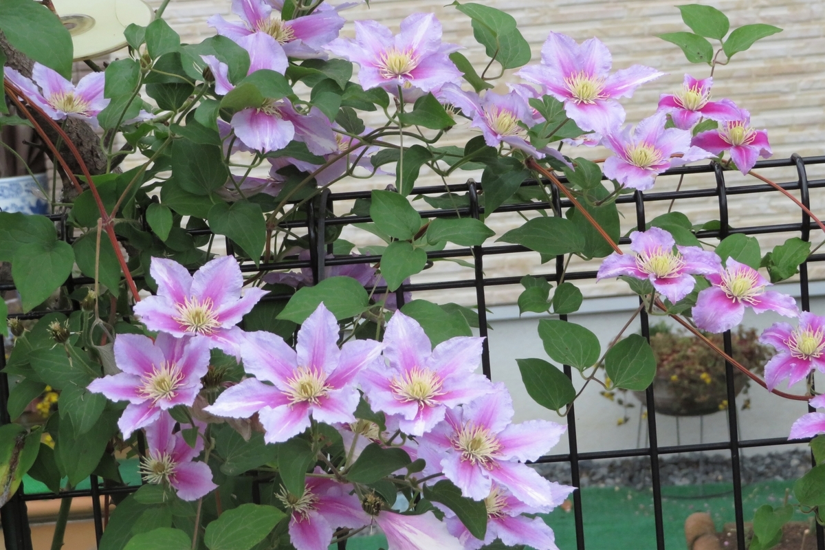 f:id:grk1:20200602095047j:plain