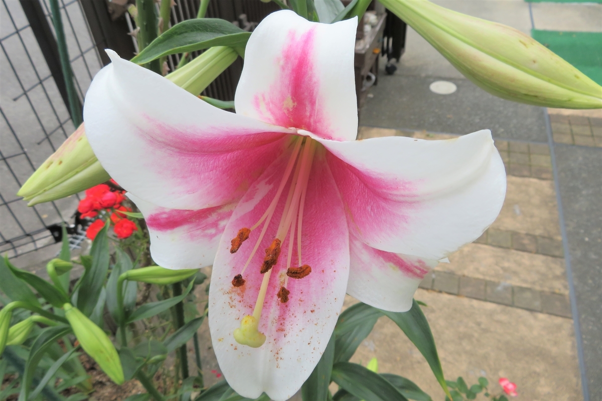 f:id:grk1:20200617134950j:plain f:id:grk1:20200617134950j:plain