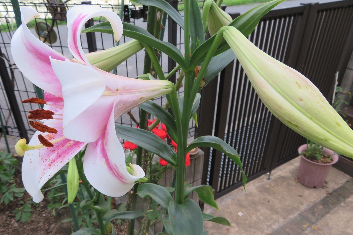 f:id:grk1:20200617135206j:plain f:id:grk1:20200617135206j:plain