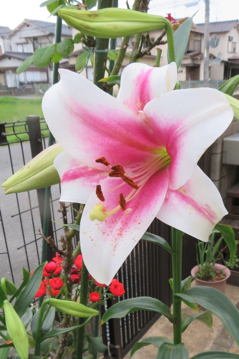 f:id:grk1:20200617135247j:plain f:id:grk1:20200617135247j:plain