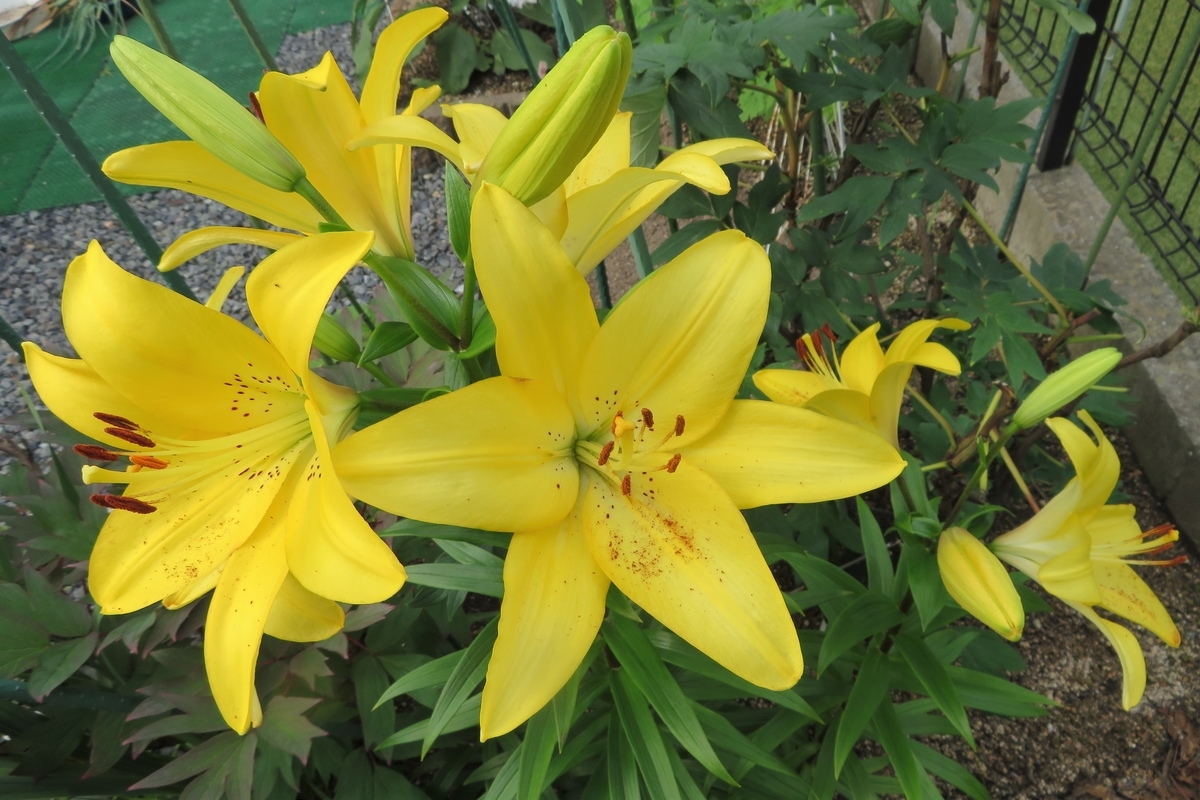 f:id:grk1:20200617171324j:plain f:id:grk1:20200617171324j:plain