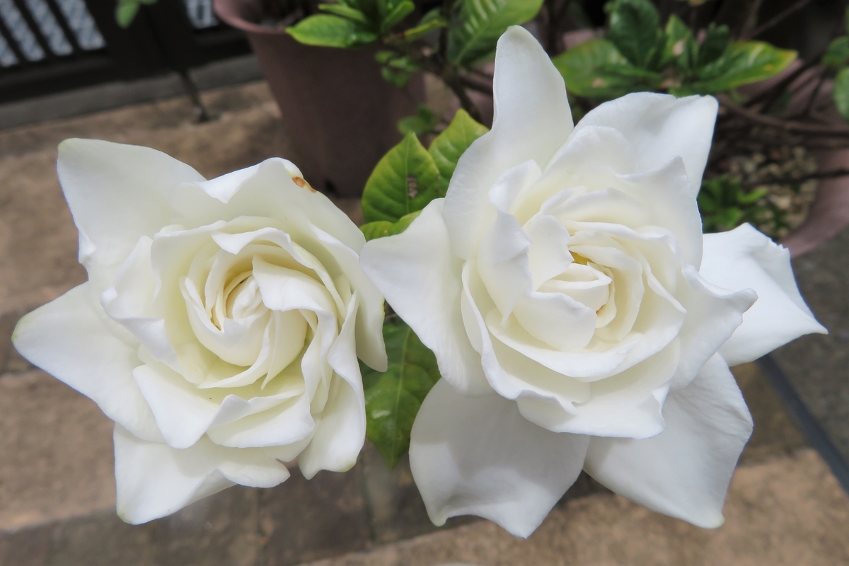 f:id:grk1:20200702182014j:plain f:id:grk1:20200702182014j:plain