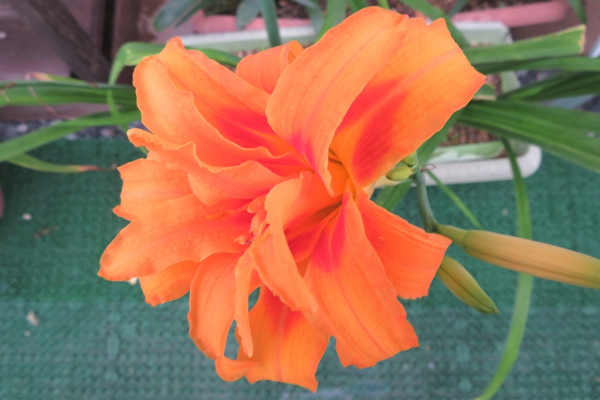 f:id:grk1:20200709190857j:plain
