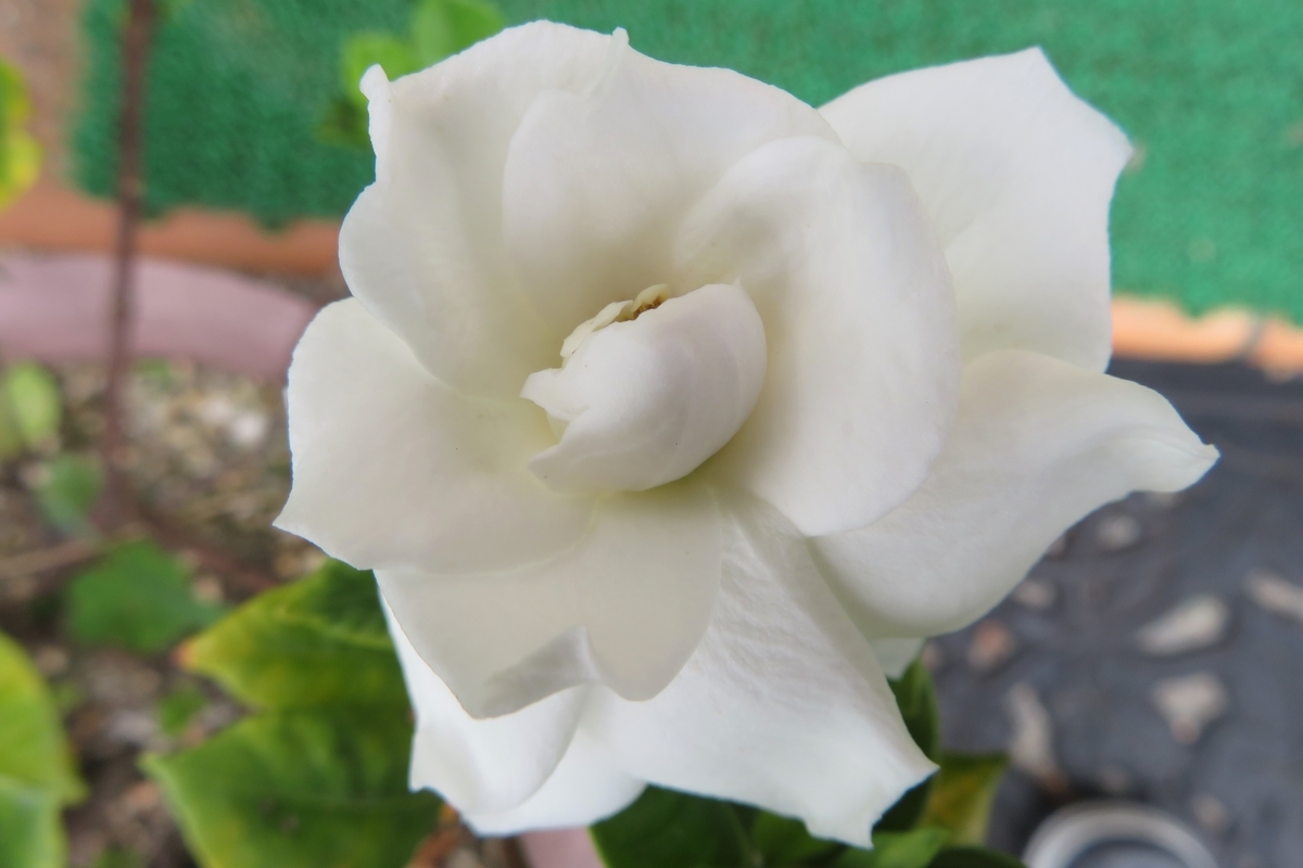 f:id:grk1:20200719130125j:plain f:id:grk1:20200719130125j:plain