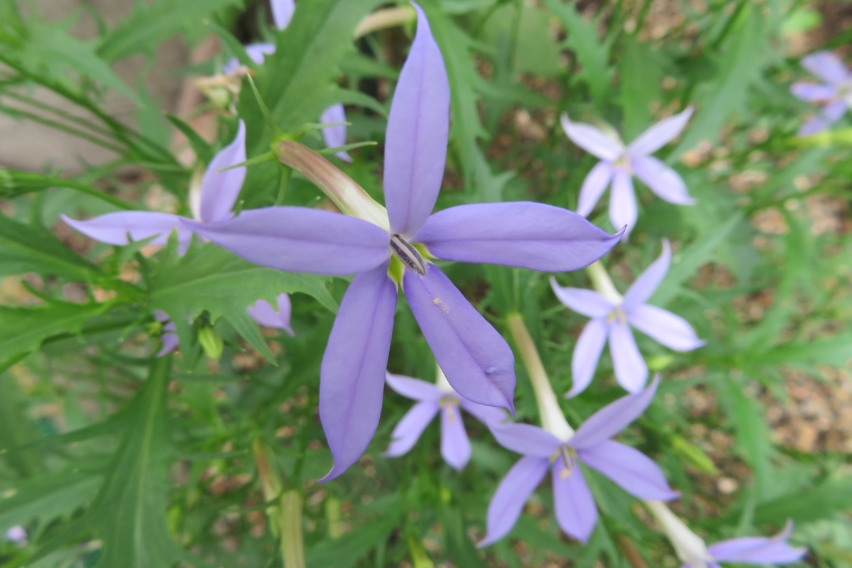 f:id:grk1:20200719130504j:plain f:id:grk1:20200719130504j:plain