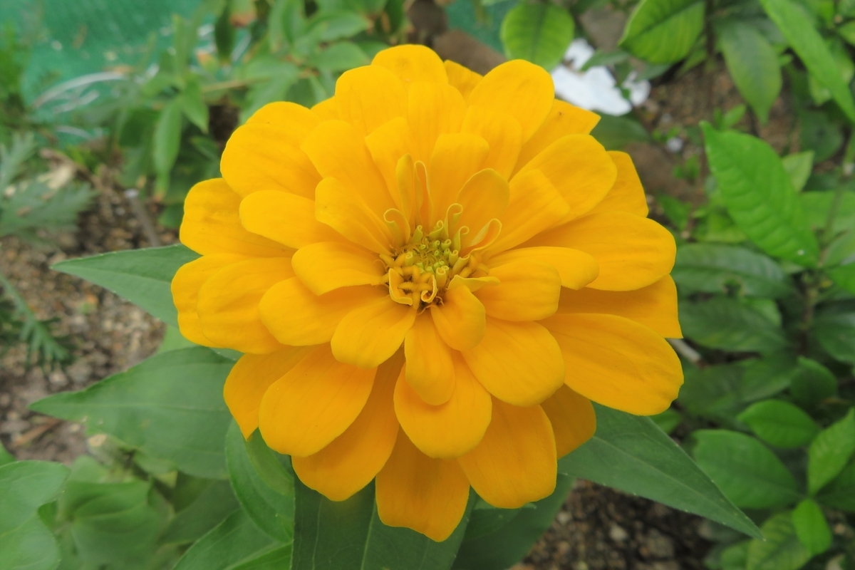f:id:grk1:20200719130705j:plain f:id:grk1:20200719130705j:plain
