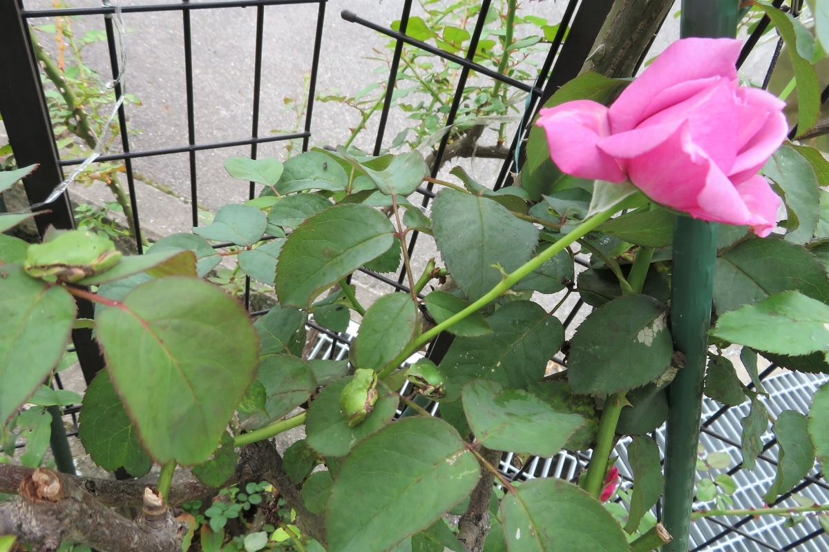 f:id:grk1:20200719131340j:plain f:id:grk1:20200719131340j:plain