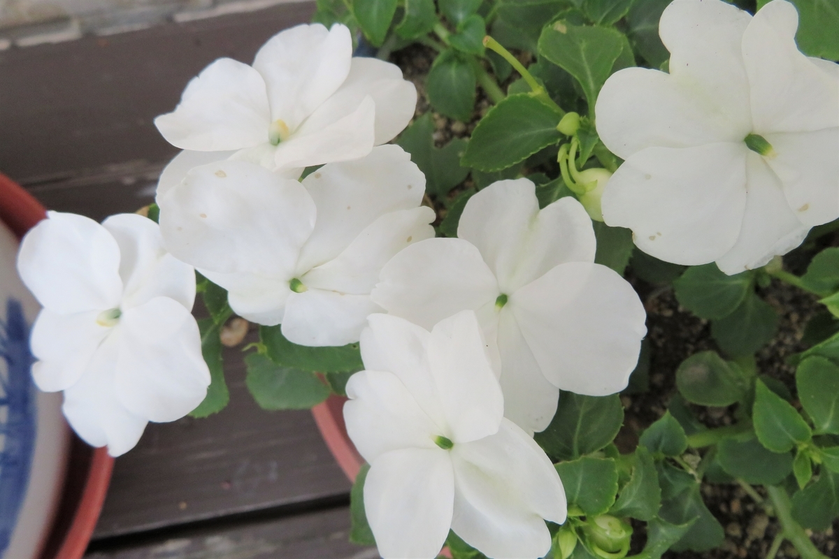 f:id:grk1:20200719144132j:plain f:id:grk1:20200719144132j:plain