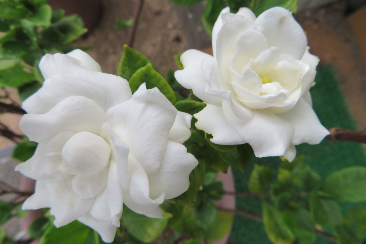 f:id:grk1:20200721131127j:plain
