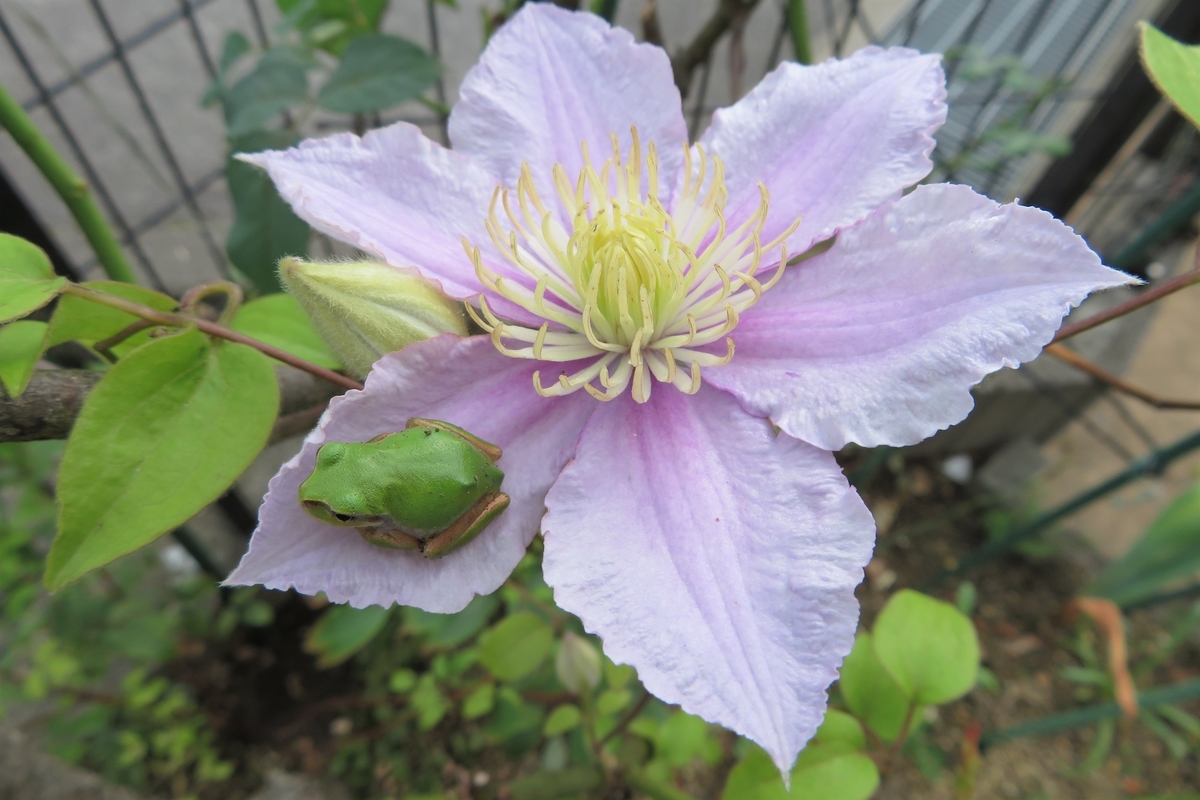 f:id:grk1:20200802154345j:plain f:id:grk1:20200802154345j:plain