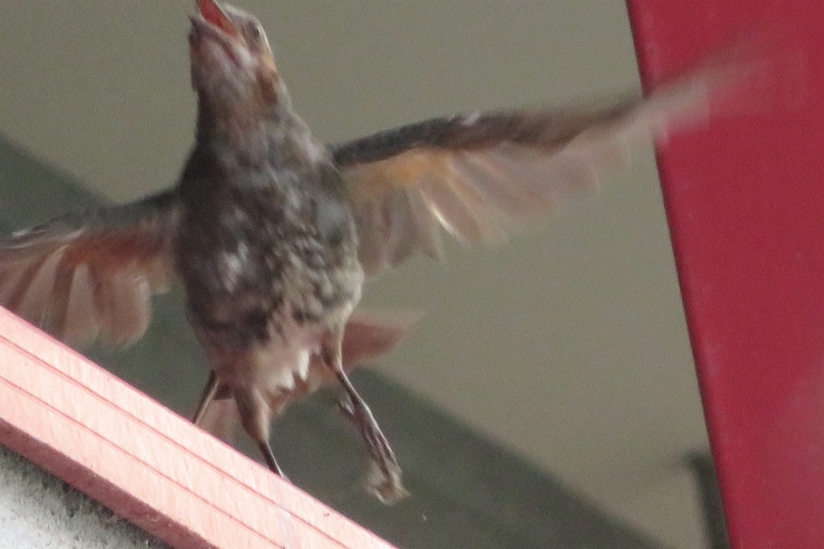 f:id:grk1:20200802170054j:plain f:id:grk1:20200802170054j:plain