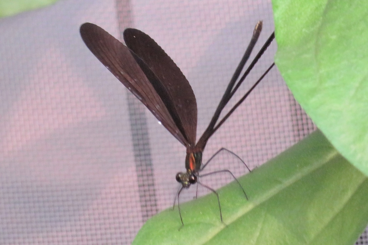 f:id:grk1:20200805224032j:plain f:id:grk1:20200805224032j:plain