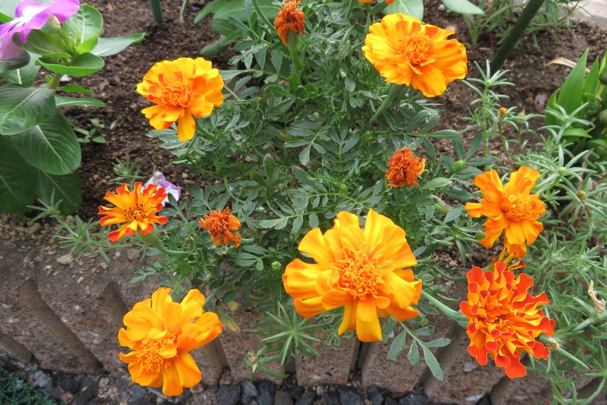 f:id:grk1:20200827150909j:plain f:id:grk1:20200827150909j:plain