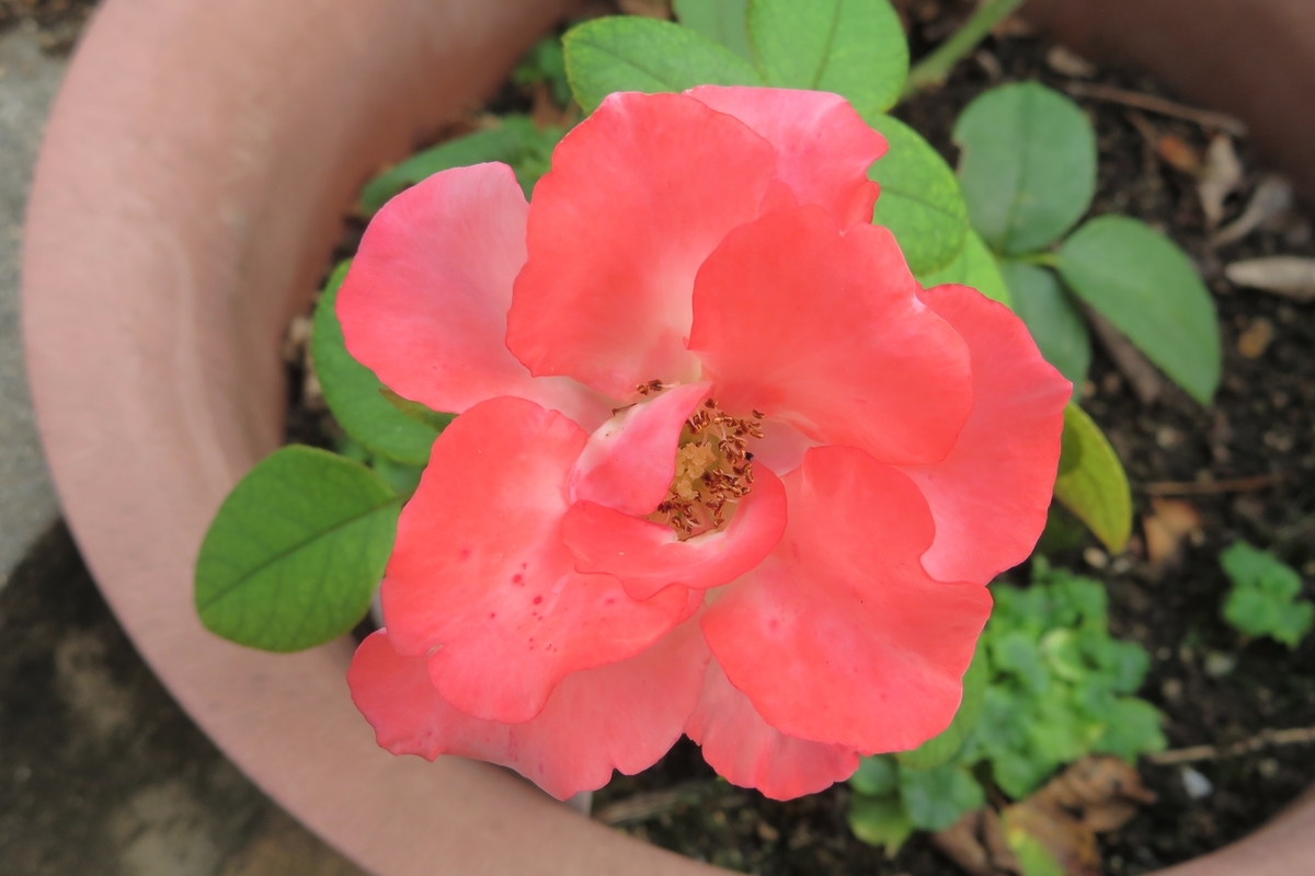 f:id:grk1:20200909180236j:plain