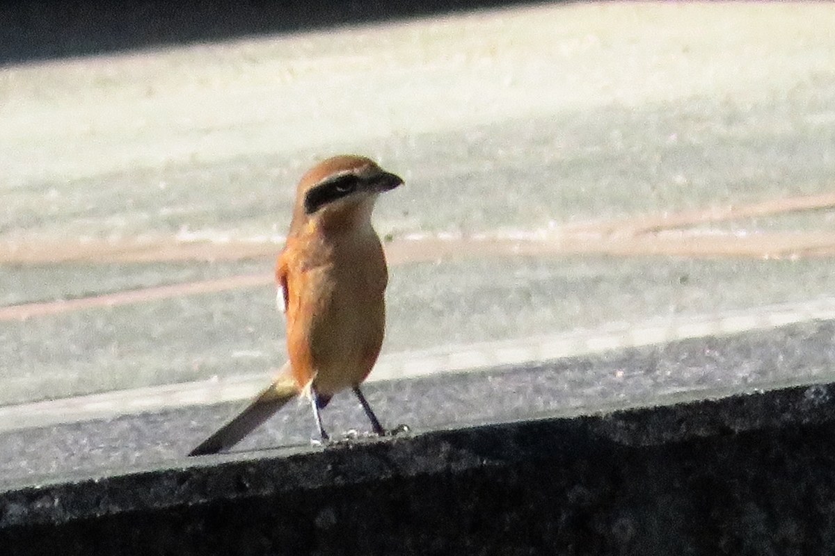 f:id:grk1:20201007155528j:plain