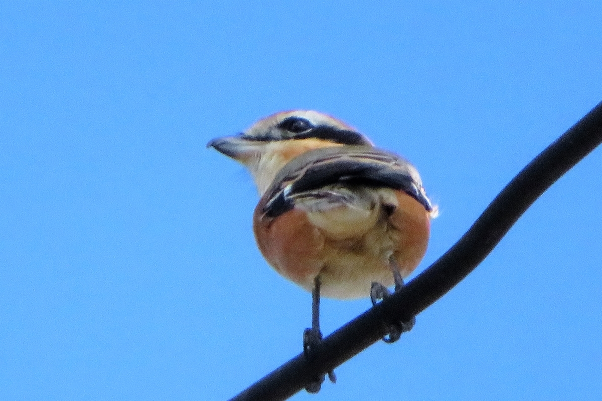 f:id:grk1:20201014160121j:plain f:id:grk1:20201014160121j:plain