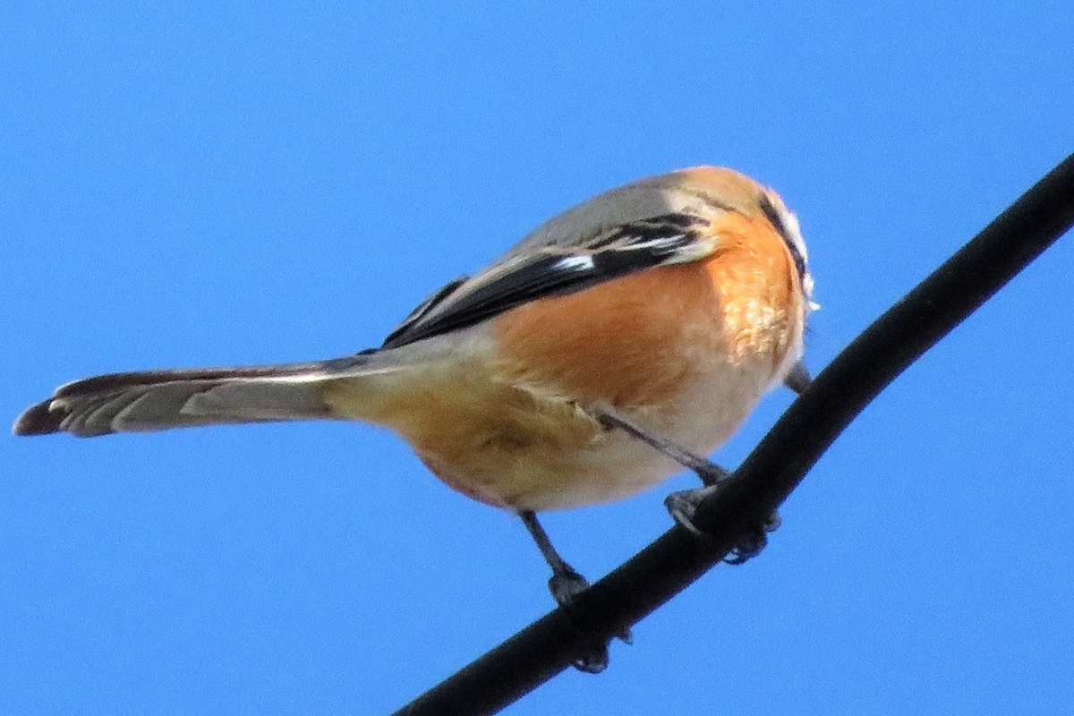 f:id:grk1:20201014160304j:plain f:id:grk1:20201014160304j:plain