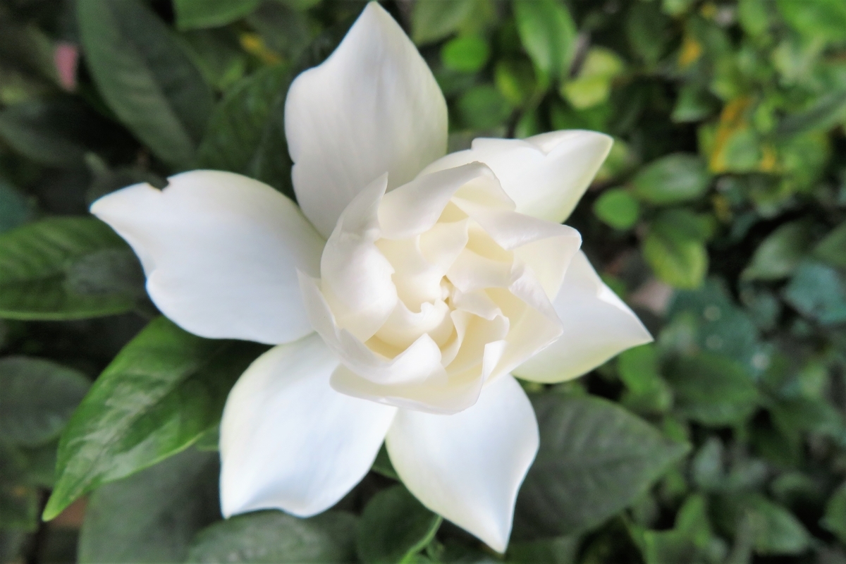 f:id:grk1:20201022163155j:plain