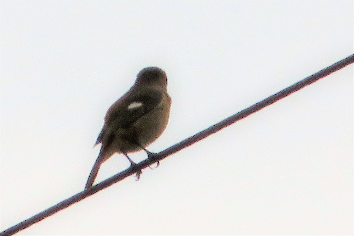 f:id:grk1:20201028145941j:plain
