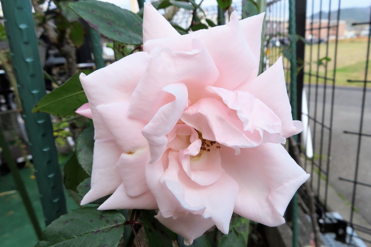 f:id:grk1:20201123122239j:plain
