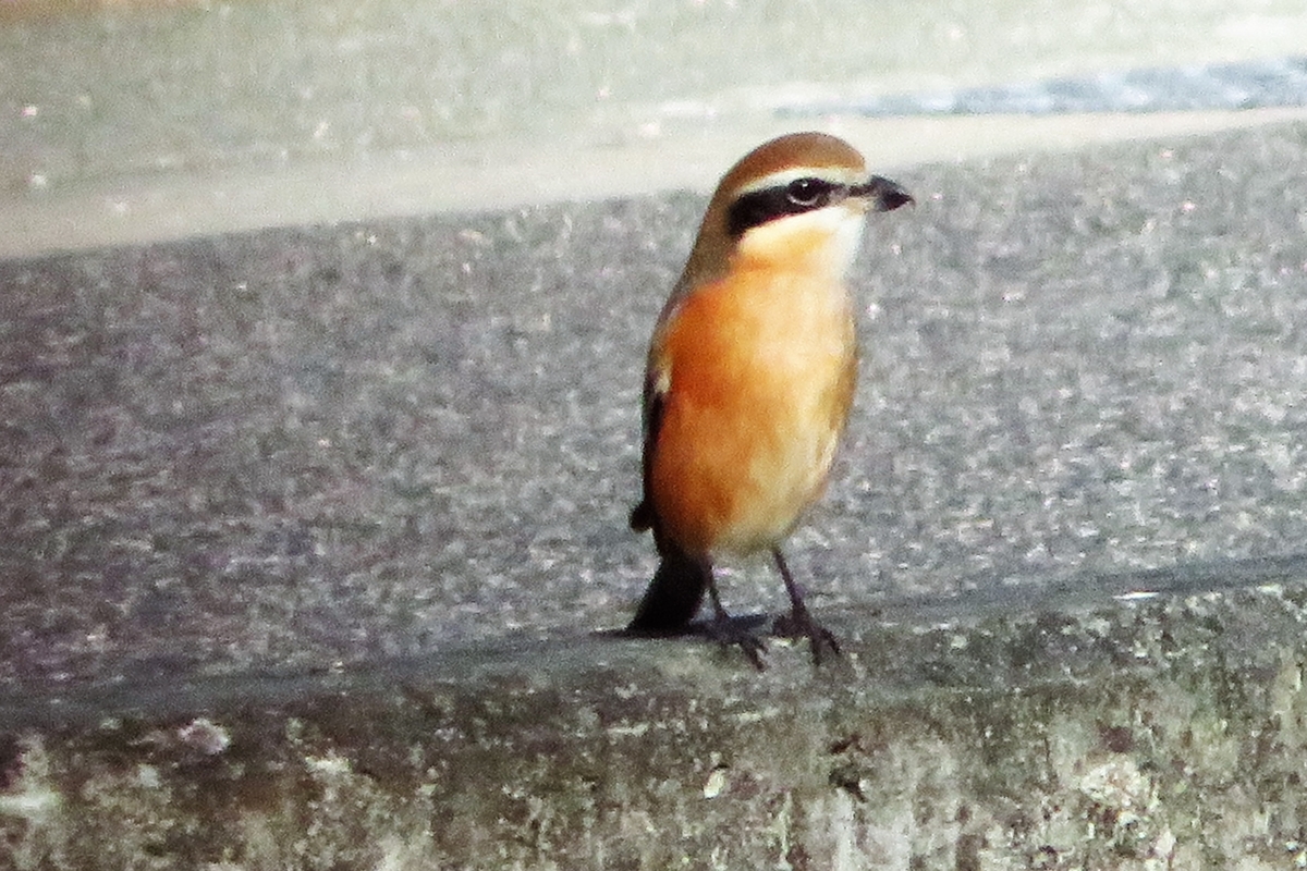 f:id:grk1:20201201155453j:plain