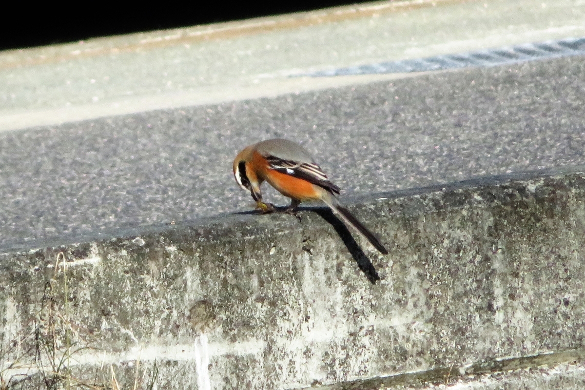 f:id:grk1:20201201164145j:plain