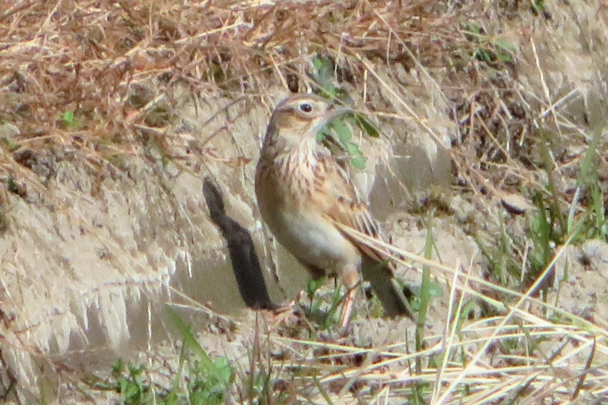 f:id:grk1:20201209183432j:plain