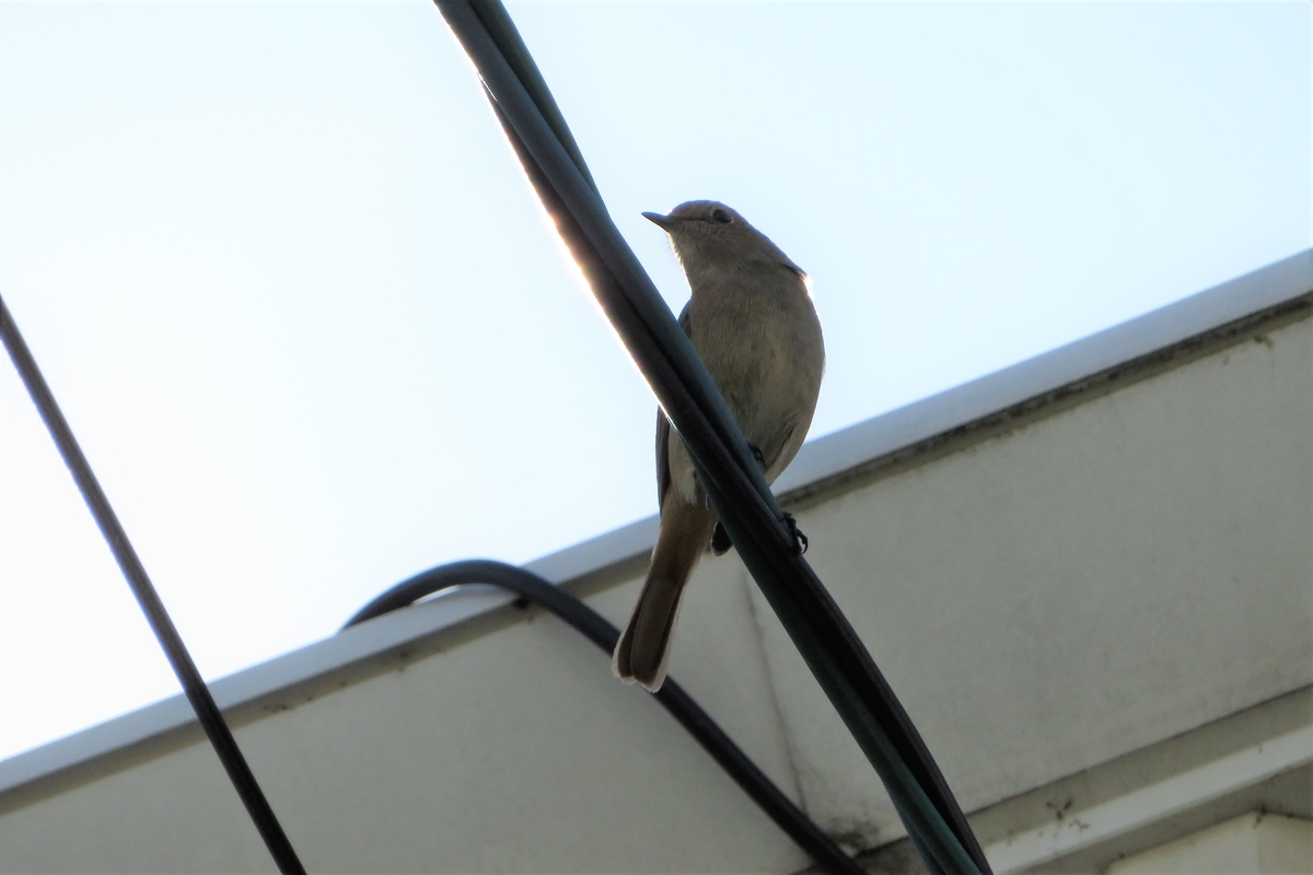 f:id:grk1:20201210161738j:plain