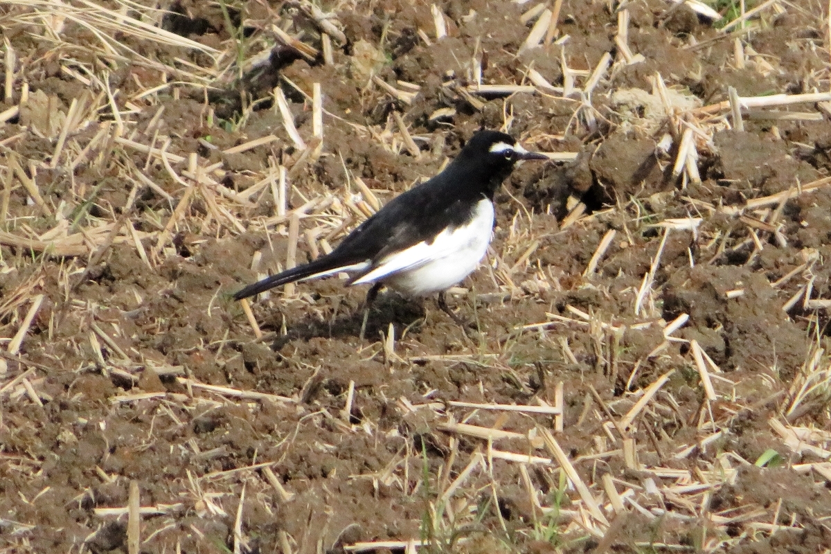 f:id:grk1:20210106224539j:plain