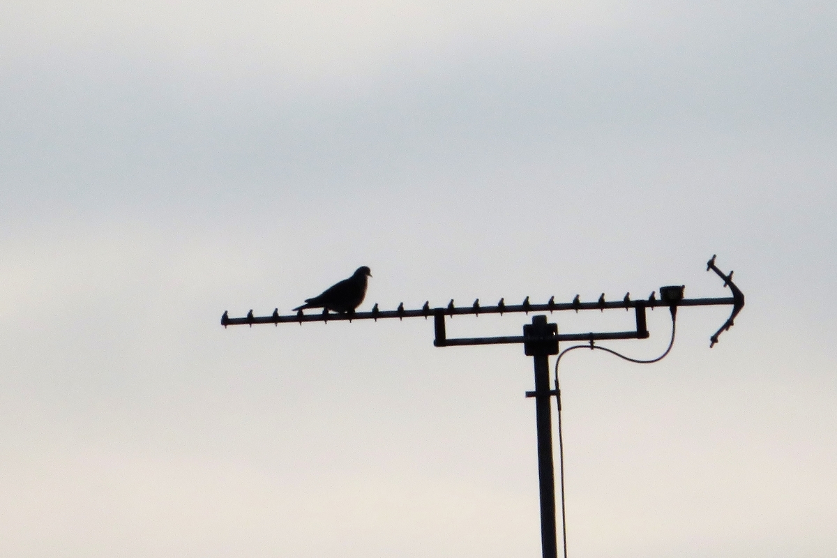 f:id:grk1:20210106225056j:plain