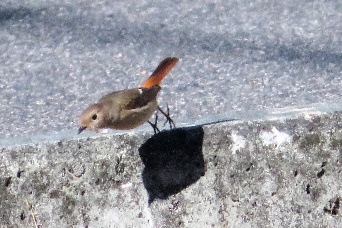 f:id:grk1:20210110182427j:plain