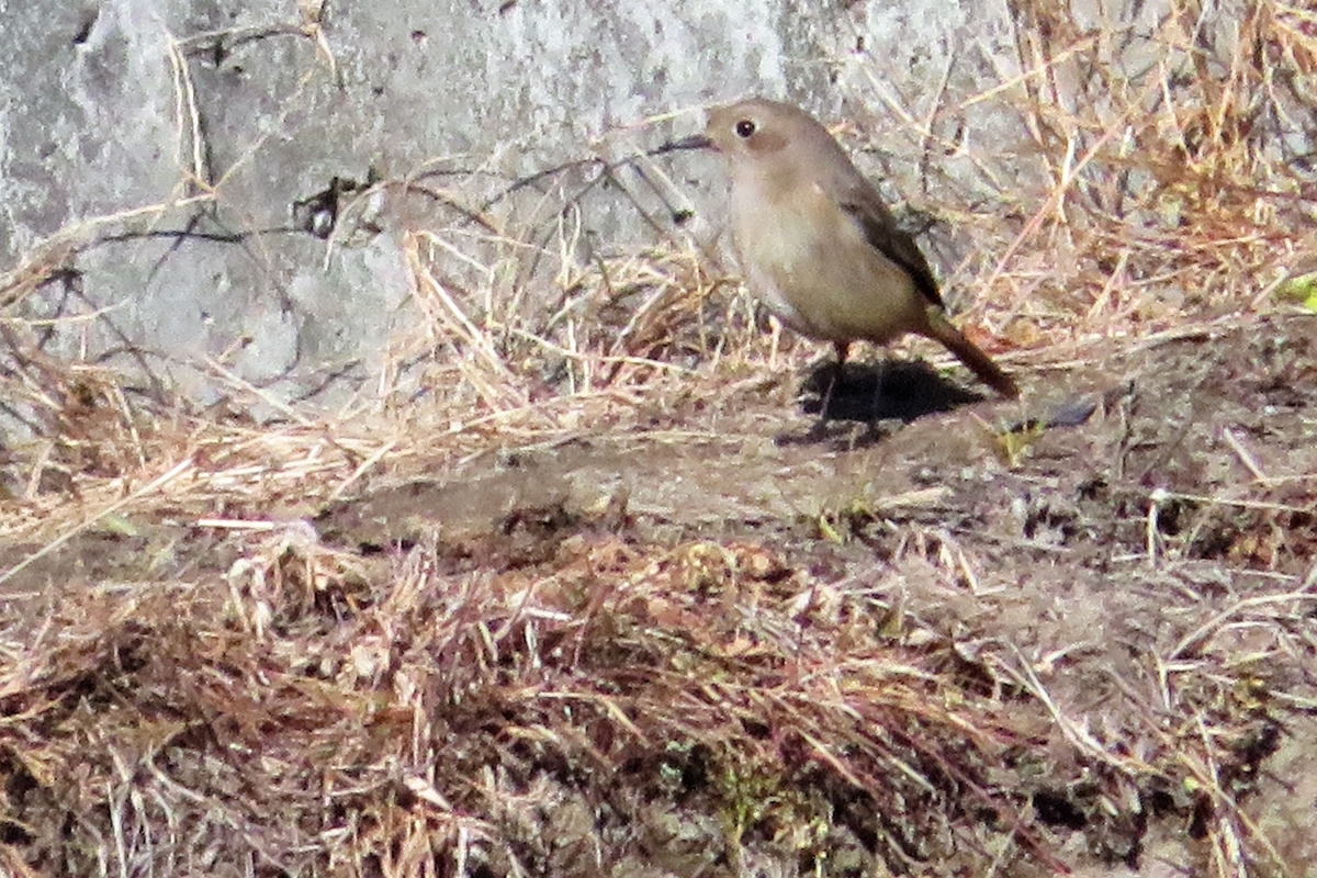 f:id:grk1:20210110182900j:plain